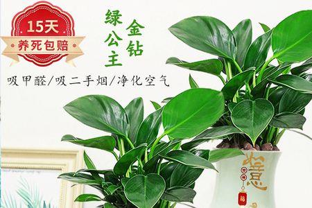 绿植碧玉跟金钻绿公主一样吗