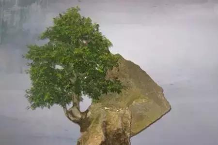 树包石寓意