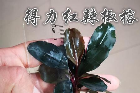 布朗尼辣椒榕和幽灵辣椒榕区别