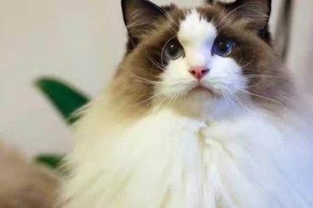 怎么区分西森和山猫布偶