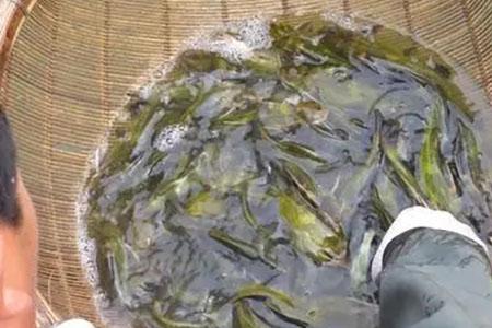 工厂化养殖黄骨鱼养殖周期