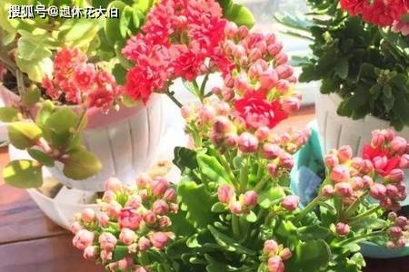土豆泡水浇长寿花好吗
