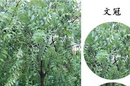 三年文冠树移栽方法