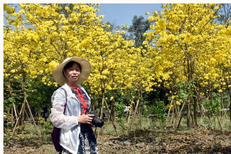 风来天信花语