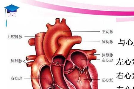 七年级下册生物心脏运动的过程
