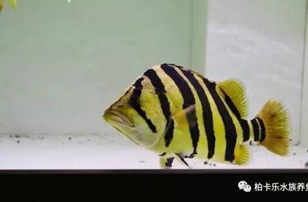 虎鱼寿命有多长