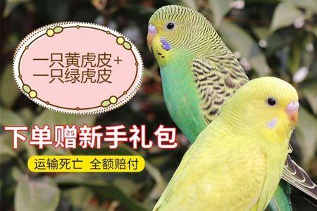 鹦鹉孵出幼鸟给母鸟喂什么