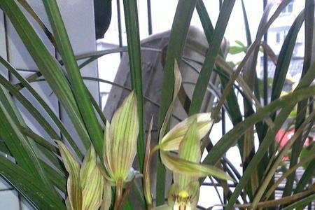 兰花六瓣花瓣两个舌头是什么花