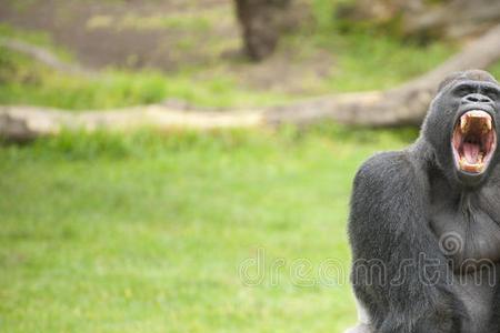 大猩猩为什么叫狒狒