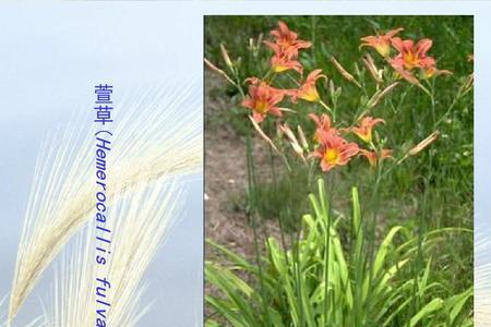 萱花是什么意思