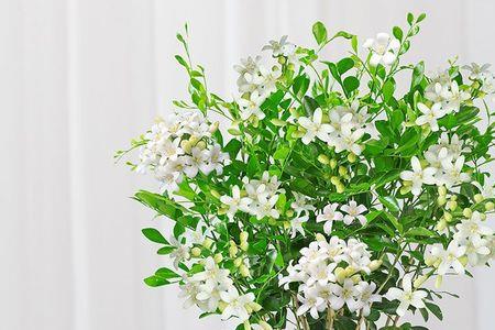 千里眼花能在家里养吗