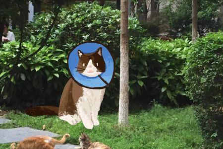 小区的猫为啥晚上要一直叫