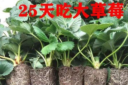 草莓买新苗还是老苗