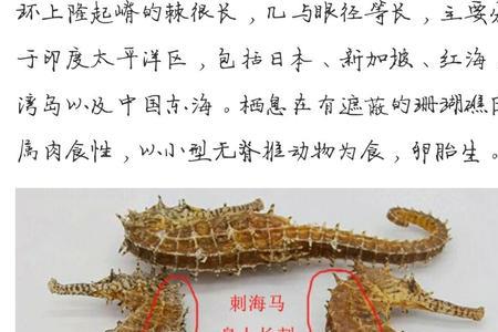 公海马好还是母海马好