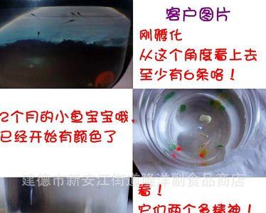 鱼卵人工孵化好还是给亲鱼带好