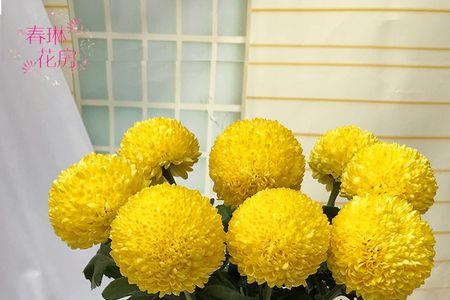 乒乓菊冬季花期能晒太阳吗