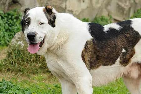 中亚牧羊犬冬天可以在室外养吗