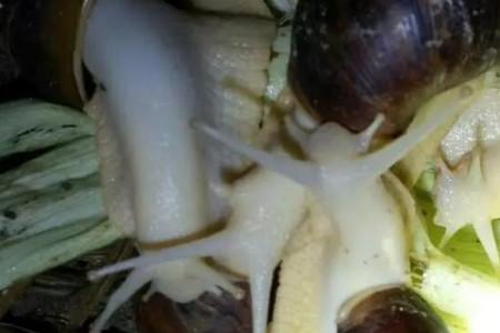 小白玉蜗牛的壳怎么才能变硬