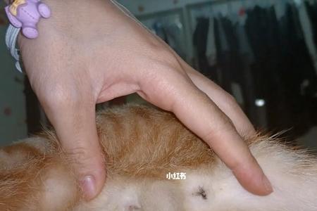 母猫求爱公猫没反应怎么办