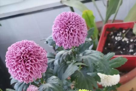 乒乓花长虫