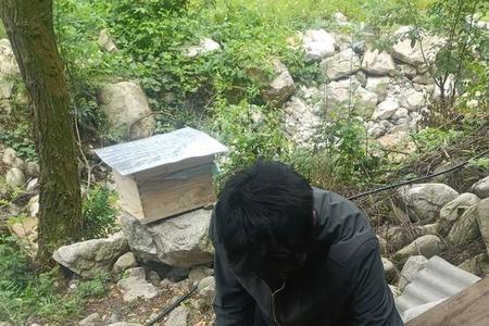 秦岭野生蜜蜂能进去吗