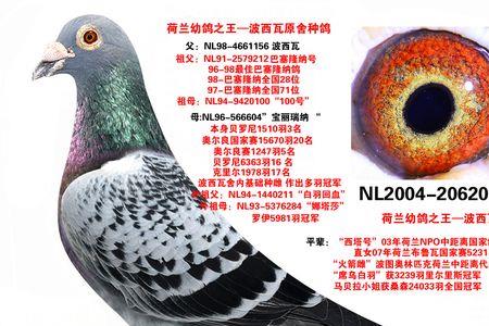 波西瓦鸽系特色
