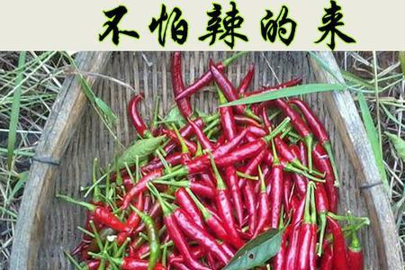 大红辣椒是转基因吗