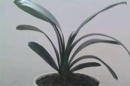 核桃壳养君子兰方法