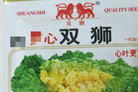 黄心小狮头大白菜种植方法