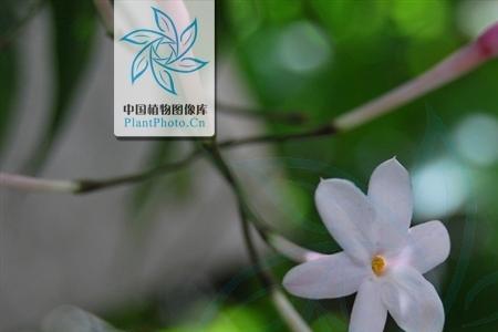 多花素馨为什么叫死人花