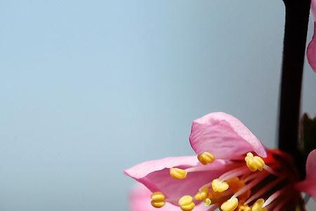 桃花的花蕊是什么颜色