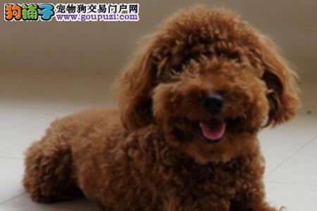 泰迪幼犬多大可以梳毛