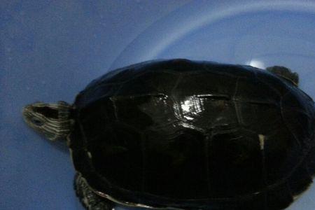 什么龟适合黑色环境