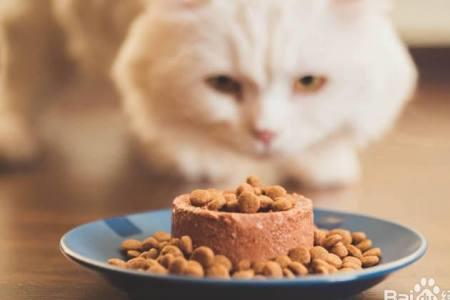 什么味道的猫粮猫咪喜欢吃