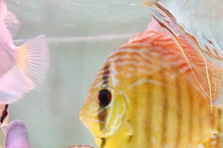 七彩神仙鱼发色早好还是晚好