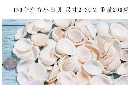 海螺壳怎么保存和清理