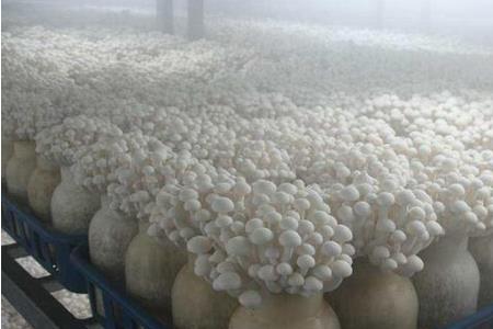 蘑菇种植需要避光吗