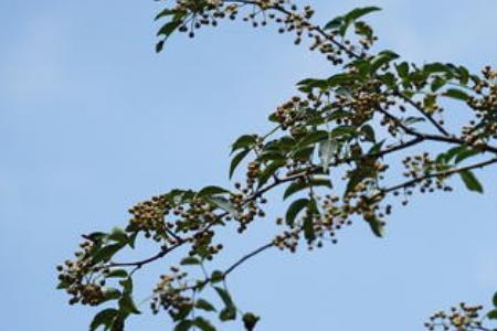 刚从树上摘的花椒叶子怎样保存