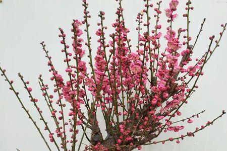乌梅梅花的枝条里面是什么颜色