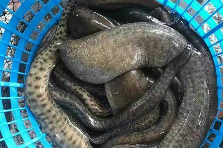 江鳗是不是海鲜