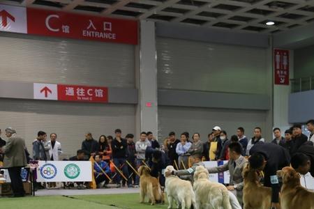 akc比赛中分为哪几组