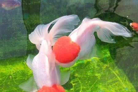 鹤顶龟背什么意思