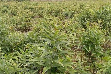 黄精种植属于农业吗