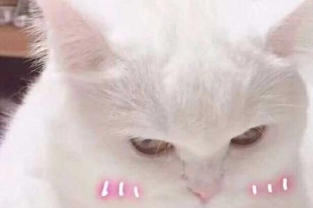呵呵哒有可笑的意思吗