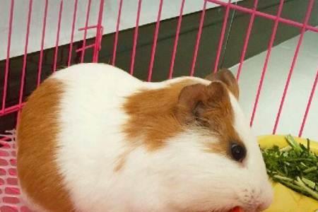 荷兰猪什么颜色最贵