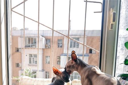 两只无毛猫怎么相处