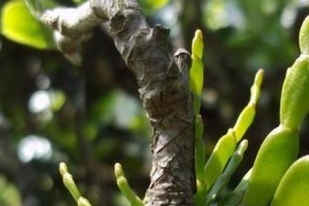茶果树枝长寄生茶怎么办