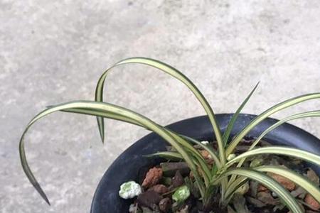 天鹤兰花特征