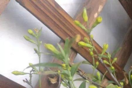花盆会滋生跳蚤不