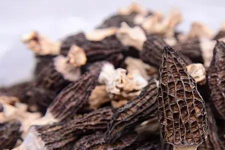 羊头菌一般长在什么地方